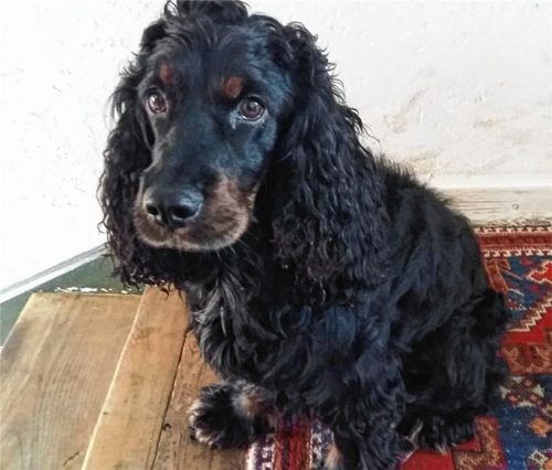 Der Cocker Spaniel „Till Eugenspiegel“, als er noch gesund war.Foto re
