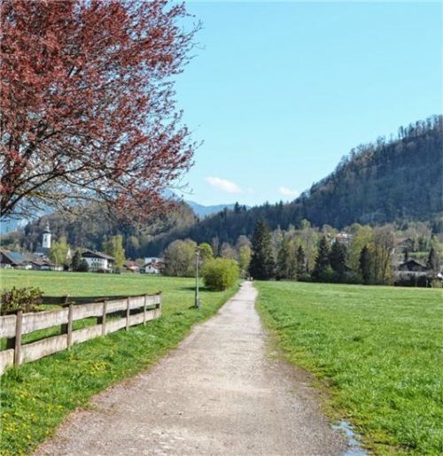 Die Fraktion von Bündnis 90/Die Grünen will an der Auerbachstraße in Oberaudorf ein Baumpatenprojekt entstehen lassen. Foto Lotter