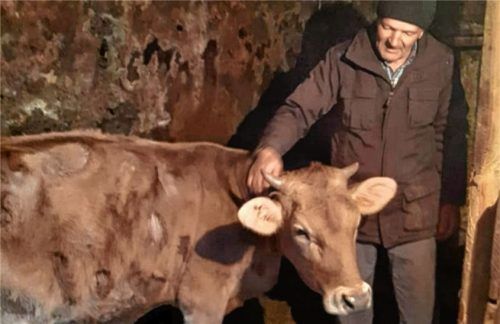 Diese Kalbin steht jetzt in einem Stall in Nyzhni Vorota. Sie wurde durch die „Kuhpatenschaft“ an eine sozial schwache Familie vermittelt.Foto re