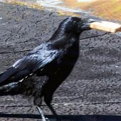 Manchmal nervig, aber liebenswürdig: Die Krähen von der Eichkapellenstraße