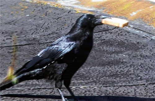 Ein Mitglied des Eichkapellenstraßen-Schwarms auf Diebestour. Foto Pascoe