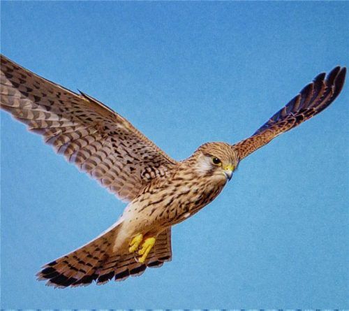 Ein Turmfalken-Weibchen auf Beuteschau.Foto Hoheneder