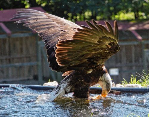 Ein Weißkopfseeadler bei der Vogelschau in der Falknerei. Foto Rehberg