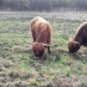 Schottische Rinder als Naturschützer