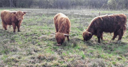 Felix, Basti und Olaf beim Erkunden der neuen Umgebung. Die drei Jungbullen sind für die Beweidung in unwegsamem Gelände bestens geeignet. Sie halten den Bewuchs kurz und lassen im Lauf der Zeit eine biodiverse Weidefläche entstehen.Fotos Auer