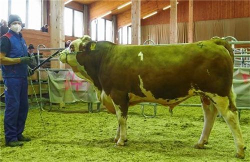 Hans Schederecker mit dem Spitzenstier des Marktes, einem Montur-Sohn.Foto re