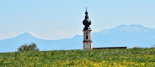 Inmitten eines Meeres von blühendem Löwenzahn erhebt sich der Turm der katholischen Pfarrkirche St. Nikolaus in Höslwang. Foto Schlecker