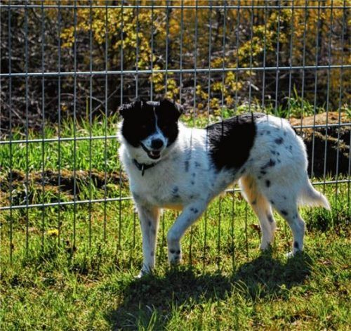 Joyce ist noch sehr ängstlich, doch potenzielle neue Besitzer können sich im Tierheim mit ihr vertraut machen.Foto re