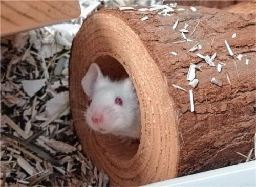 Neugierig schaut die weiße Maus aus ihrem Versteck. Sie und ihre Schwestern hoffen darauf, bald aus dem Tierheim abgeholt zu werden.Foto re