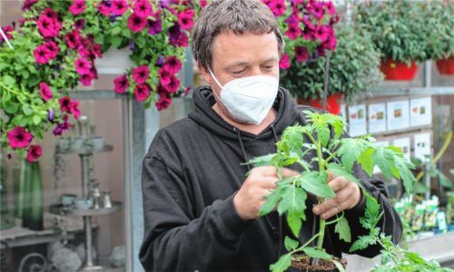 Ob Obstbäume, Beerenstauden, Gemüsepflanzen oder Kräuter: Alles was essbar ist, herrlich blüht oder duftet, ist bei den Baumschulen oder Gärtnereien in Corona-Zeiten stark nachgefragt. Dazu zählen auch die über 60 Tomatensorten, die Michael Kefer (Gärtnerei und Blumenhof Kefer) in Bad Aibling im Sortiment hat. Foto  Hadersbeck