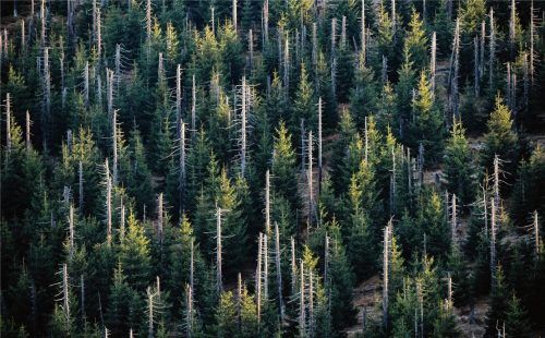Preiswürdig: Mit diesem Bild, entstanden im Bayerischen Wald, gewann die Fotografin beim „Trierenberg Super Circuit“ die Goldmedaille in der Kategorie „Bäume“. Foto Steen