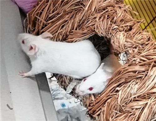 Putzmunter turnen die Geschwister derzeit noch im Tierheim herum. Fotos  re