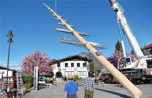 Schweres Gerät: Ein Kran hievt den 4,2 Tonnen schweren Maibaum in seine Halterung hinein. Fotos Ruprecht