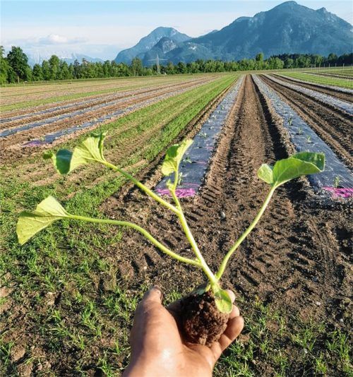 Sobald die Eisheiligen vorüber sind, will Marinus Niederthanner 5000 Wassermelonen-Pflanzen einsetzen und im Herbst regionale Produkte verkaufen. Fotos RE