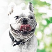 Tierische Mitbewohner