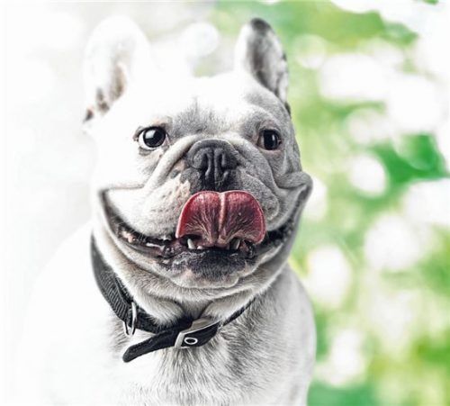 Tierische Mitbewohner wie Hunde sind nicht immer willkommen beim Vermieter.Foto PantherMedia/Krakenimages.com