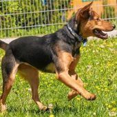 Mischling Vroni ist kein „Anfängerhund“