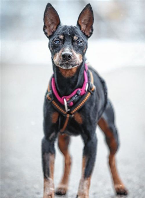 Verwaist ist der Zwergpinscher Rocky, der im TierheimRosenheim auf ein neues Zuhause wartet.Foto  re