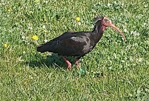 Zwischen Pullach und Willing entdeckte Leser-Reporterin Lydia Rose aus Kolbermoor Waldrapp-Dame Fiona. „Der Ibis-Vogel hat mich nur kurz angeschaut, als ungefährlich eingestuft, hat dann unbeirrt von dem reichhaltigen Futterangebot Gebrauch gemacht. Das war wirklich eine nette Begegnung, ich kenne ihn sonst ja nur aus dem Zoo.“ Foto  Rose