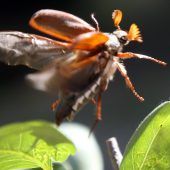 Anflug der dicken Brummer