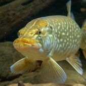 Von tollen Hechten und Tomaten: Der Sprichwort-Test