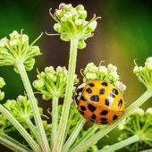 Insektenbeobachter gesucht