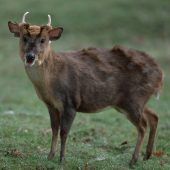 Zwerg-Hirsche aus Fernost in Bayern