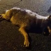Wolf stirbt auf Europabrücke