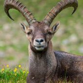 Genetische Auffrischung für Steinböcke Kein Bär in Bayern, aber weit weg ist er nicht