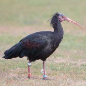 Diese Tiere sind erfolgreich zurückgekehrt