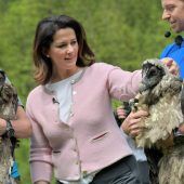 Gestatten: „Wally“ und „Bavaria“ Bartgeier