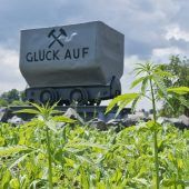 Cannabis im Kreisel