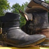 Fuchs, du hast den Schuh gestohlen