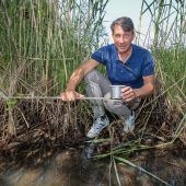 Kampf gegen Stechmücken am Ammersee