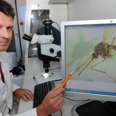 Die fiesen Blutsauger schwärmen wieder aus