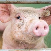 Schon mal mehr Schwein gehabt