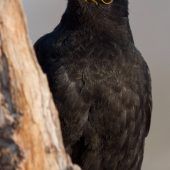 Bayerns Singvögel sind kaum noch bekannt
