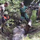 Kälberrettung im Moorgebiet: „Das war eine Schinderei“