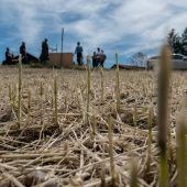 Der Hagelzug zerrupft die Ernte