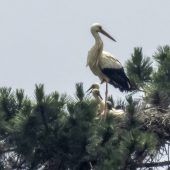 Weißstorchen-Familie zu Gast