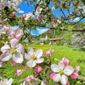 Pünktlich zum Geigelstein-Jubiläum steht Sachrang in voller Blüte
