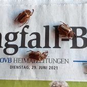 Junikäfer lesen Mangfall-Boten
