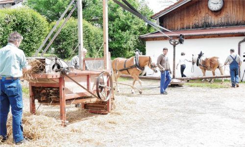 Aufwendig war es früher in der Landwirtschaft: Fürs Dreschen nutzte man einen Göpel und die Zugkraft der Pferde. Eindrucksvoll demonstrieren (von links) Wast Bichler, Georg Fischer, Georg Siegmund junior, Magdalena Siegmund und Georg Siegmund senior das historische Gerät.Foto Kirchner