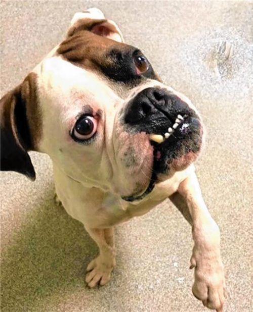 Berti sucht ein neues Zuhause.Foto re