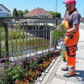 Unbekannte klauen Sommerblüher
