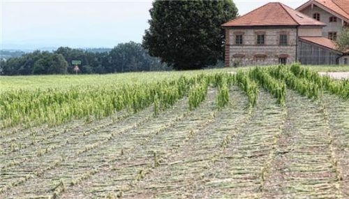 Die Hagelkörner sind weg, das Ausmaß der Zerstörung sichtbar: Viele Maispflanzen auf diesem Feld in Kottersberg bei Albaching haben das Unwetter nicht überstanden. Fotos Barth