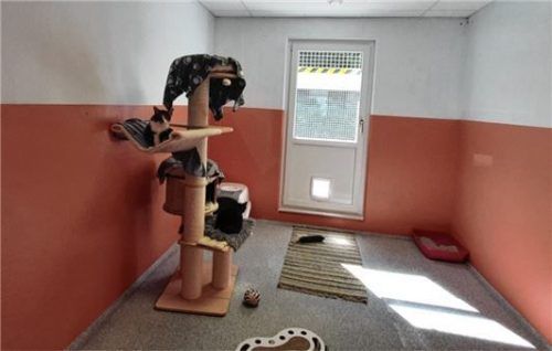 Die Katzen sind in der Regel zu dritt in einem Zimmer untergebracht.