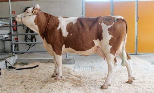 Die Qualität der Tiere zeigte sich in meist guten Preisen für die angebotenen Stiere oder wie für die hier abgebildete Kuh. Foto RE