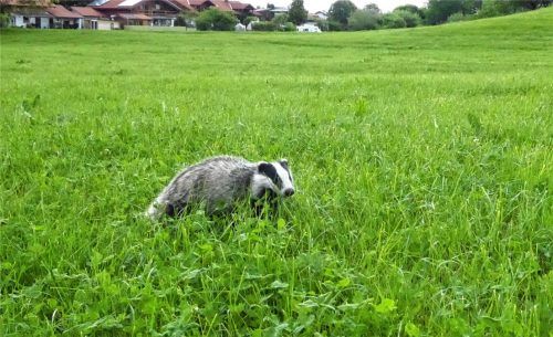 Dieser Dachs war kürzlich auf einer Wiese in Mitterhart unterwegs. Foto Riediger