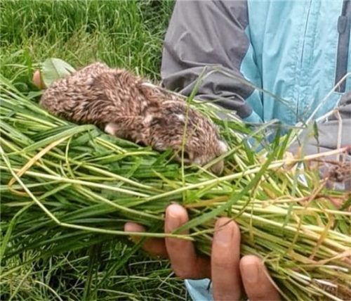 Dieses Feldhasen-Baby haben die Jäger aus der Wiese gerettet. Mit Gras haben sie es hochgenommen, um keinen menschlichen Geruch zu hinterlassen.
